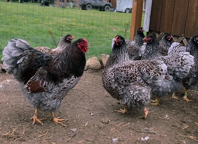 Яйце на інкубацію, курчата, Віандот: блакитне золото, срібло- фото № 1