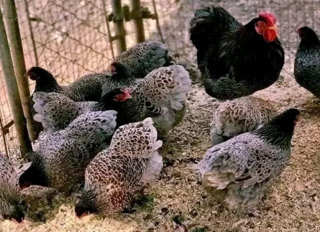 Яйце на інкубацію, курчата, Віандот: блакитне золото, срібло- фото № 2