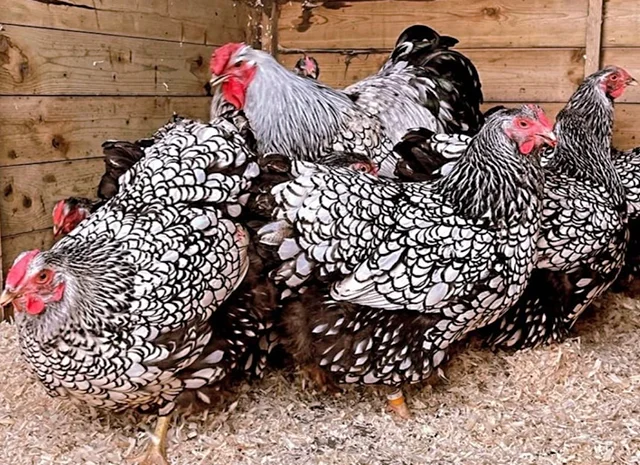 Яйце на інкубацію, курчата, Віандот: блакитне золото, срібло- фото № 3