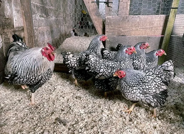 Яйце на інкубацію, курчата, Віандот: блакитне золото, срібло- фото № 4