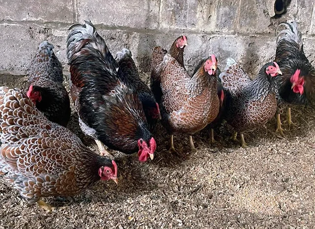 Яйце на інкубацію, курчата, Віандот: блакитне золото, срібло- фото № 5