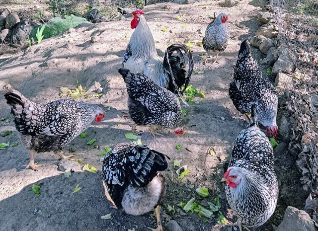 Яйце на інкубацію, курчата, Віандот: блакитне золото, срібло- фото № 6