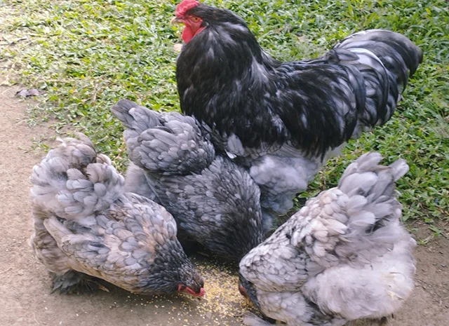 Яйце на інкубацію, курчата, Брама: блакитна, біле золото, темна- фото № 1