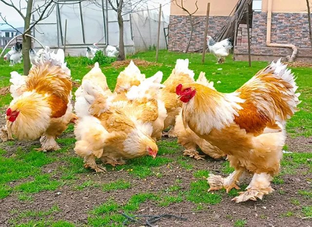 Яйце на інкубацію, курчата, Брама: блакитна, біле золото, темна- фото № 2