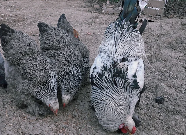 Яйце на інкубацію, курчата, Брама: блакитна, біле золото, темна- фото № 3