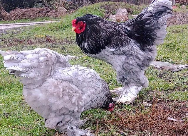 Яйце на інкубацію, курчата, Брама: блакитна, біле золото, темна- фото № 4