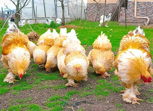 Яйце на інкубацію, курчата, Брама: блакитна, біле золото, темна- фото № 6