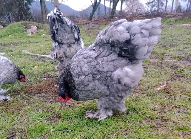 Яйце на інкубацію, курчата, Брама: блакитна, біле золото, темна- фото № 8