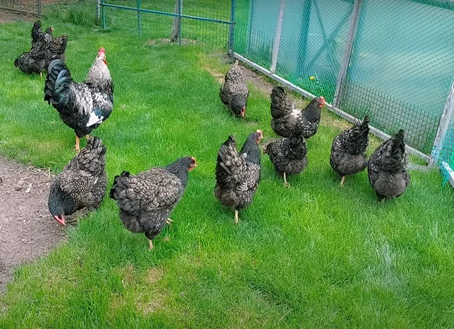 Яйце на інкубацію, курчата, Барневельдер: блакитноокаймленний, золотоокаймленний, срібло- фото № 1