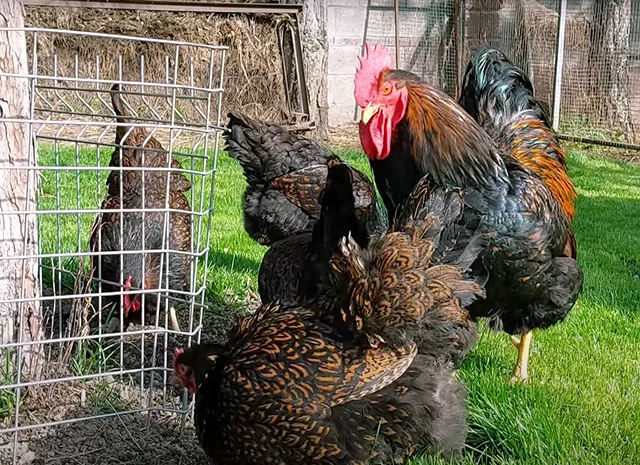 Яйце на інкубацію, курчата, Барневельдер: блакитноокаймленний, золотоокаймленний, срібло- фото № 2