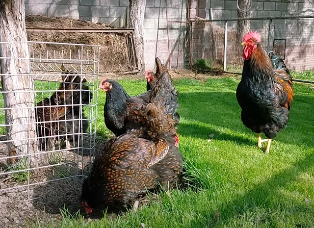 Яйце на інкубацію, курчата, Барневельдер: блакитноокаймленний, золотоокаймленний, срібло- фото № 4