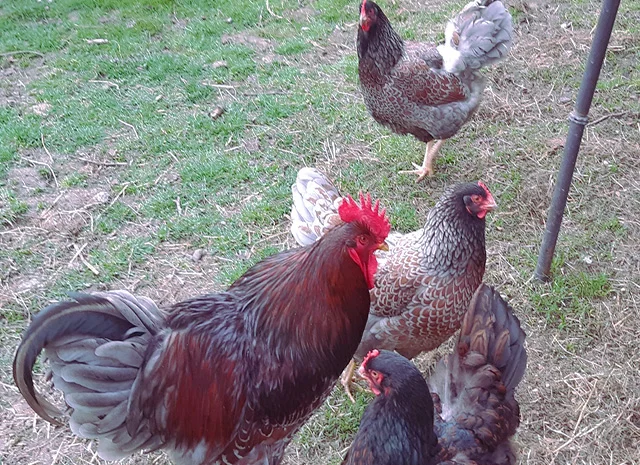 Яйце на інкубацію, курчата, Барневельдер: блакитноокаймленний, золотоокаймленний, срібло- фото № 5