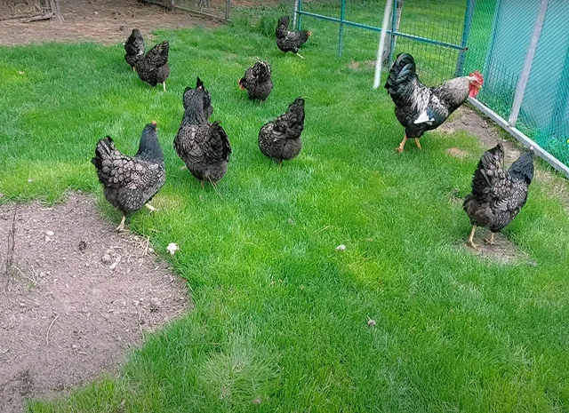 Яйце на інкубацію, курчата, Барневельдер: блакитноокаймленний, золотоокаймленний, срібло- фото № 6