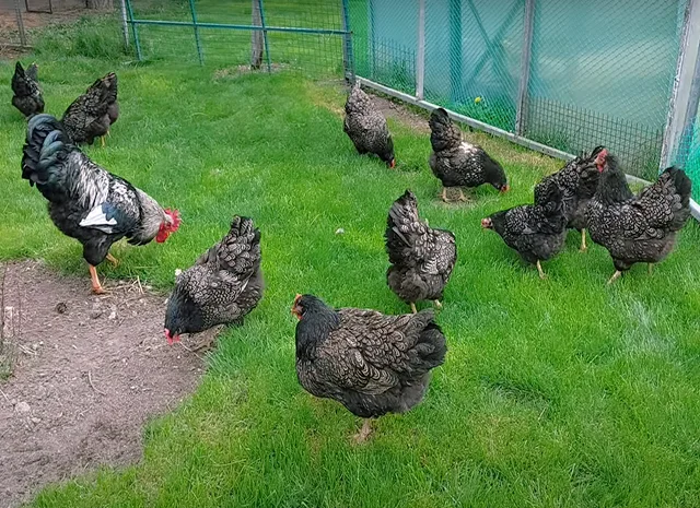 Яйце на інкубацію, курчата, Барневельдер: блакитноокаймленний, золотоокаймленний, срібло- фото № 7