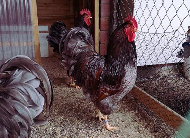 Яйце на інкубацію, курчата, Барневельдер: блакитноокаймленний, золотоокаймленний, срібло- фото № 8