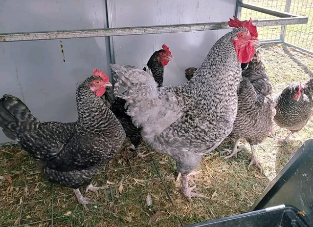 Яйце на інкубацію, курчата, Амрокс- фото № 1