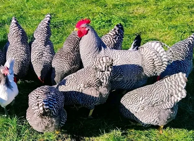 Яйце на інкубацію, курчата, Амрокс- фото № 2