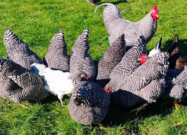 Яйце на інкубацію, курчата, Амрокс- фото № 3