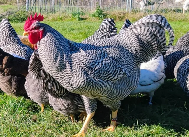 Яйце на інкубацію, курчата, Амрокс- фото № 4