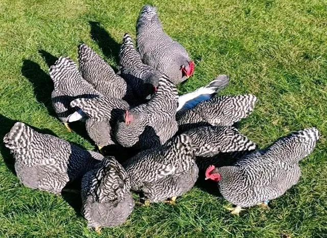 Яйце на інкубацію, курчата, Амрокс- фото № 5