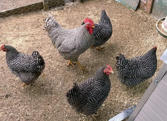 Яйце на інкубацію, курчата, Амрокс- фото № 6