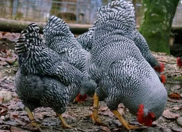 Яйце на інкубацію, курчата, Амрокс- фото № 7