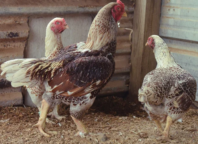 Інкубаційне яйце. Курчата. Корніш червоно-білий, білий- фото № 1