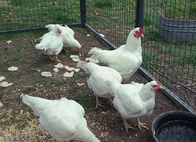 Інкубаційне яйце. Курчата. Корніш червоно-білий, білий- фото № 2