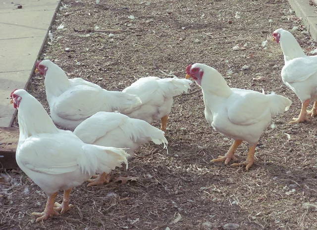 Інкубаційне яйце. Курчата. Корніш червоно-білий, білий- фото № 3