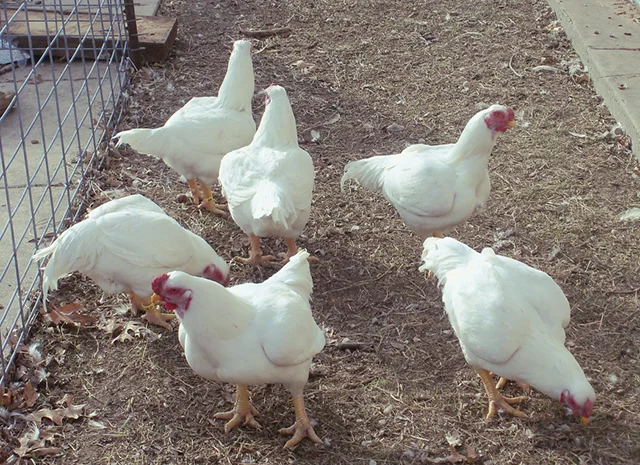 Інкубаційне яйце. Курчата. Корніш червоно-білий, білий- фото № 4