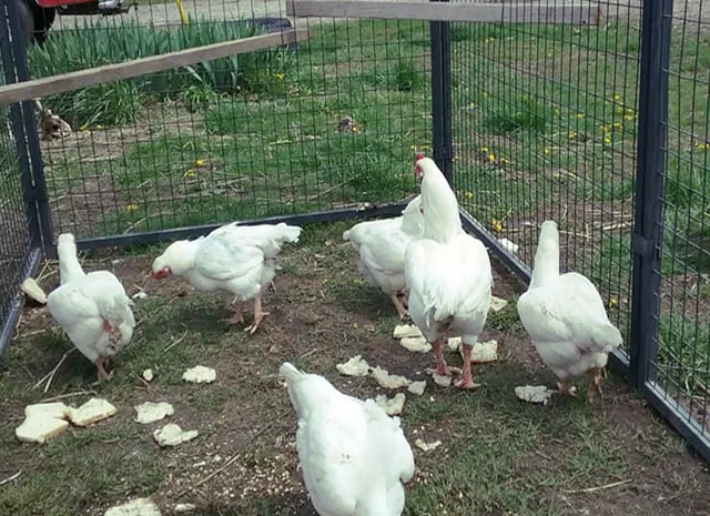 Інкубаційне яйце. Курчата. Корніш червоно-білий, білий- фото № 5