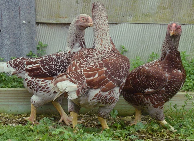 Інкубаційне яйце. Курчата. Корніш червоно-білий, білий- фото № 6