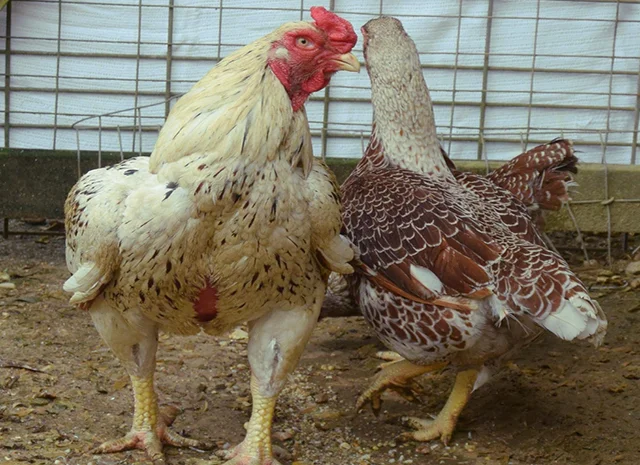 Інкубаційне яйце. Курчата. Корніш червоно-білий, білий- фото № 7