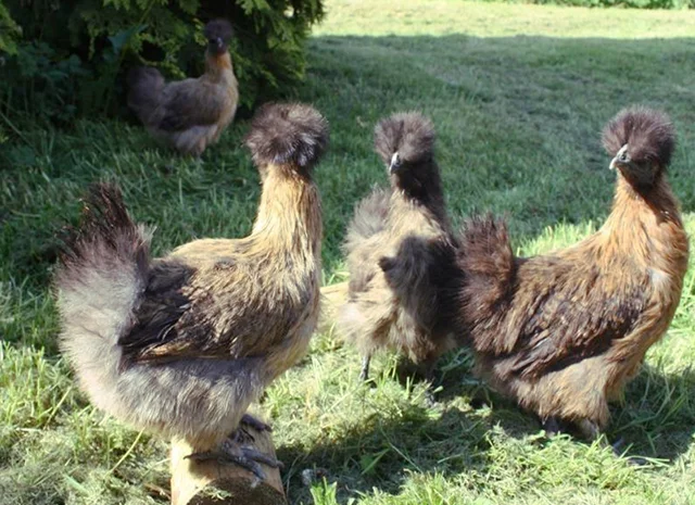 Інкубаційне яйце. Курчата. Китайська шовковиста чорна, коричнева, палева, синя- фото № 1