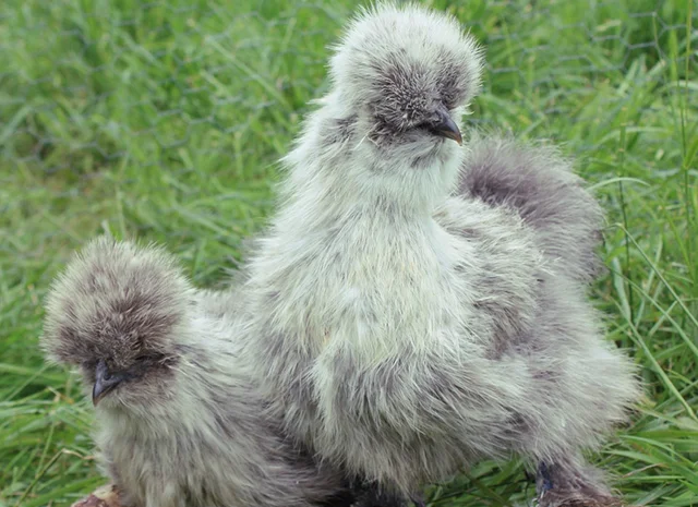 Інкубаційне яйце. Курчата. Китайська шовковиста чорна, коричнева, палева, синя- фото № 3