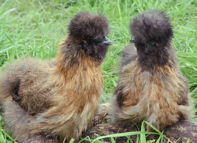 Інкубаційне яйце. Курчата. Китайська шовковиста чорна, коричнева, палева, синя- фото № 4