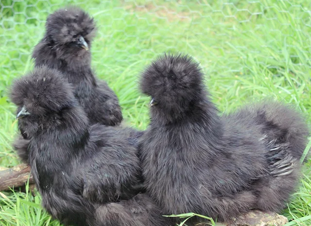 Інкубаційне яйце. Курчата. Китайська шовковиста чорна, коричнева, палева, синя- фото № 5