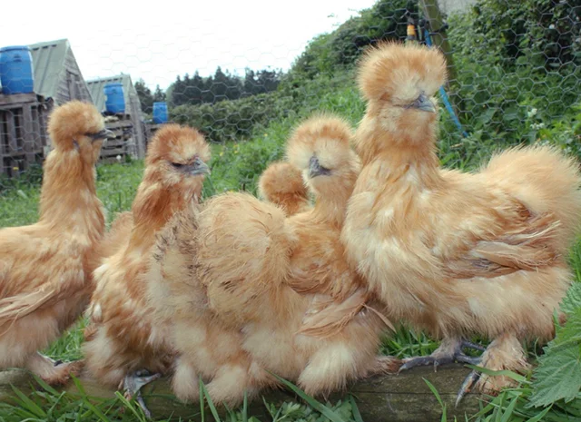 Інкубаційне яйце. Курчата. Китайська шовковиста чорна, коричнева, палева, синя- фото № 6