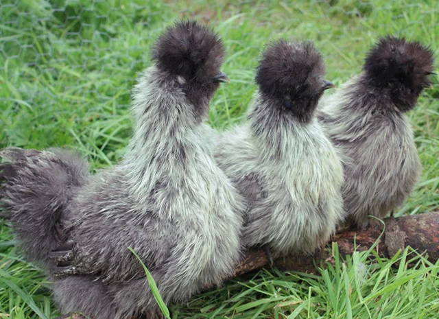 Інкубаційне яйце. Курчата. Китайська шовковиста чорна, коричнева, палева, синя- фото № 7