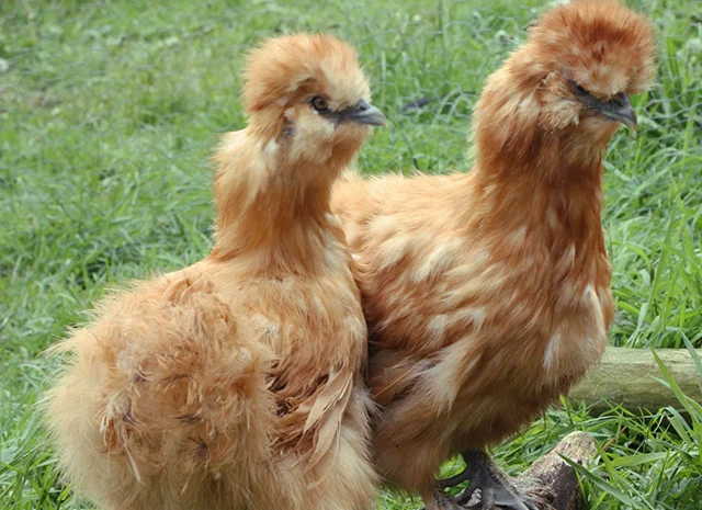 Інкубаційне яйце. Курчата. Китайська шовковиста чорна, коричнева, палева, синя- фото № 8