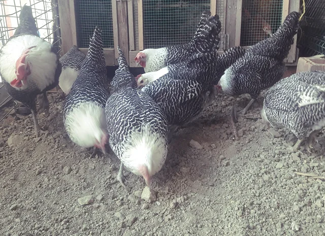 Інкубаційне яйце. Курчата. Брекель золото, срібло- фото № 1