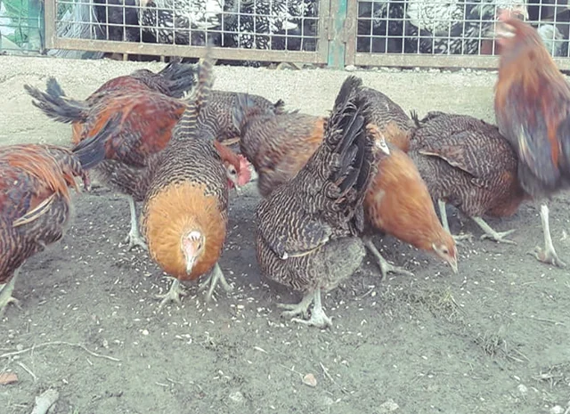 Інкубаційне яйце. Курчата. Брекель золото, срібло- фото № 2