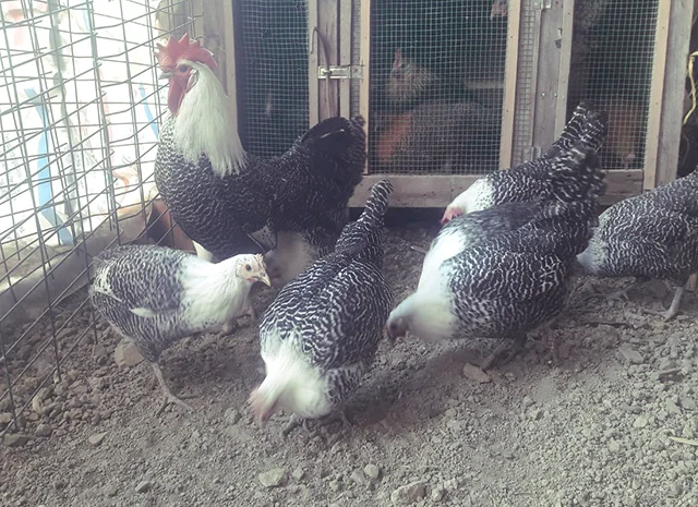 Інкубаційне яйце. Курчата. Брекель золото, срібло- фото № 3