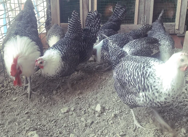 Інкубаційне яйце. Курчата. Брекель золото, срібло- фото № 4