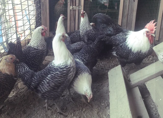 Інкубаційне яйце. Курчата. Брекель золото, срібло- фото № 5