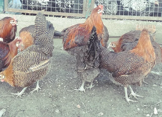 Інкубаційне яйце. Курчата. Брекель золото, срібло- фото № 6