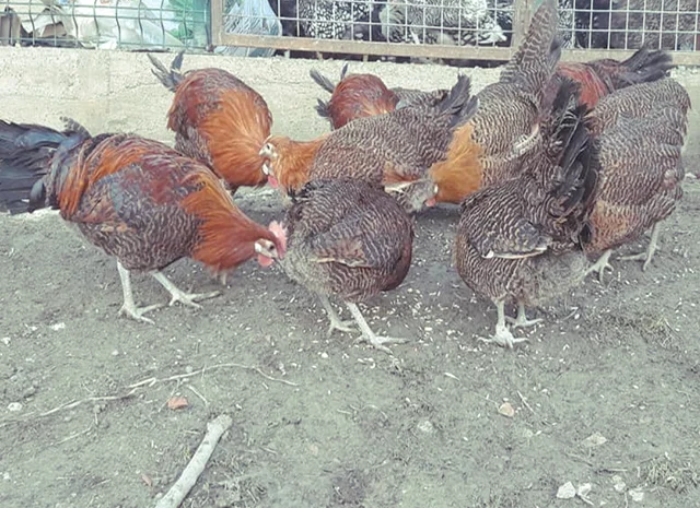 Інкубаційне яйце. Курчата. Брекель золото, срібло- фото № 7