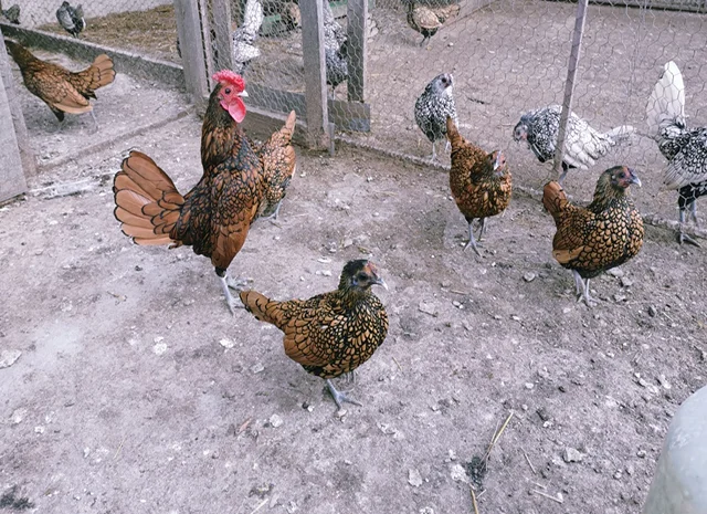 Інкубаційне яйце кур, курчата, Сібрайт золото, срібло, біле золото- фото № 1