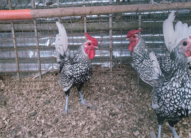 Інкубаційне яйце кур, курчата, Сібрайт золото, срібло, біле золото- фото № 4