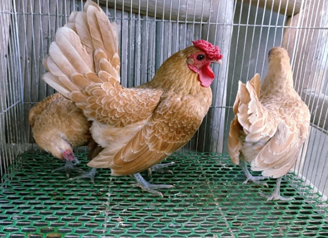 Інкубаційне яйце кур, курчата, Сібрайт золото, срібло, біле золото- фото № 5